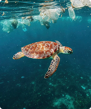 IslandPlas is a multi‑year IUCN initiative (2024–2027) advancing circular solutions to plastic pollution in seven African Island States. Through co‑design with governments, communities and private actors, the programme strengthens waste systems, reduces plastic leakage and supports sustainable livelihoods.

