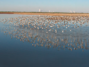 Current Information on the Salton Sea